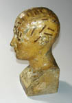 Phrenology Bust