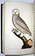 owl