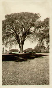 Washington Elm Photo
