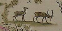 Detail of deer