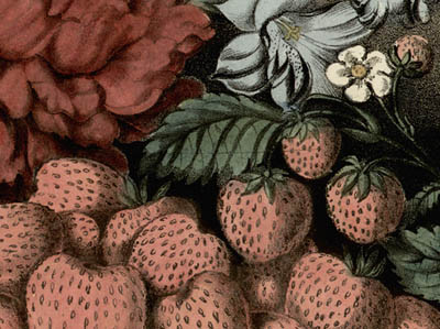 Currier Strawberries