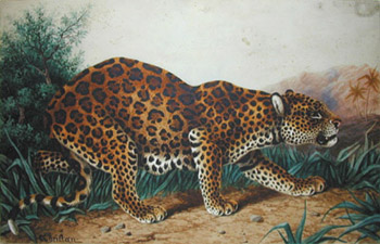 Leopard