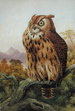 Owl