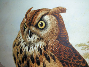 Owl