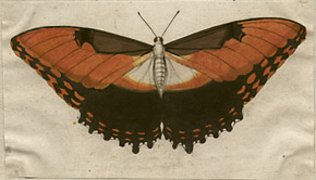 butterfly watercolor