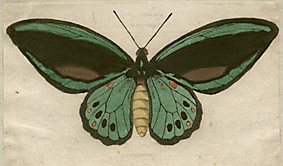 butterfly watercolor