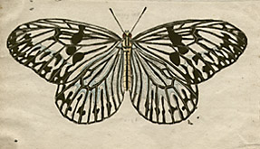 butterfly watercolor