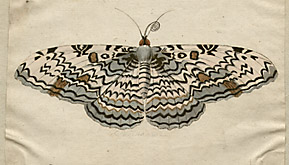 butterfly watercolor