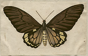 butterfly watercolor