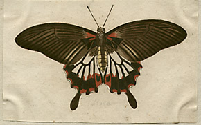 butterfly watercolor