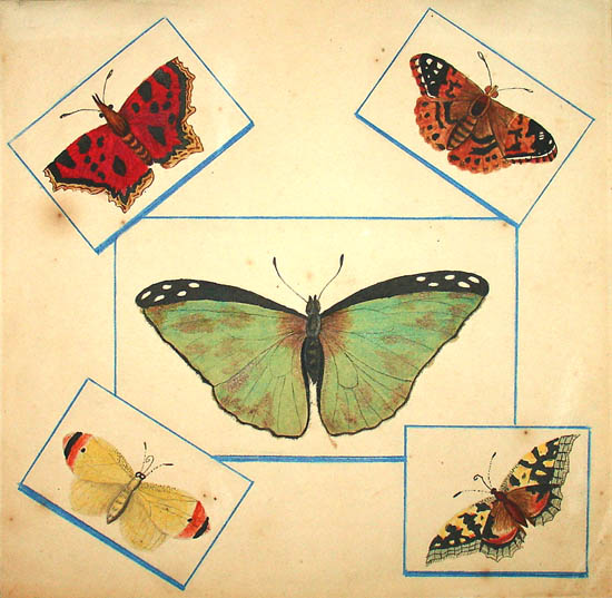 Trompe L'Oeil Study of Butterflies