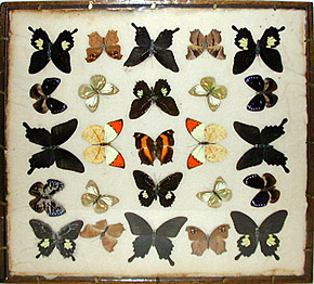 Butterfly Specimens in Original Wood Frame Mounts: No. 25