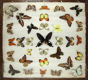 Butterfly Specimens in Original Wood Frame Mounts: No. 36