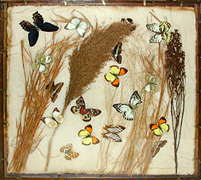 Butterfly Specimens in Original Wood Frame Mounts: Grass 1