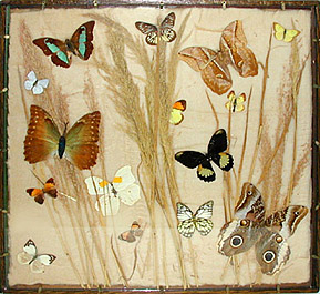 butterfly specimens in original wood frame mounts: grass 2