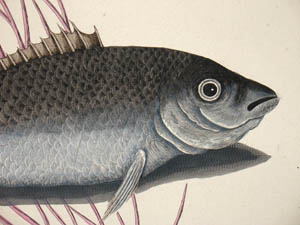 Catesby Fish