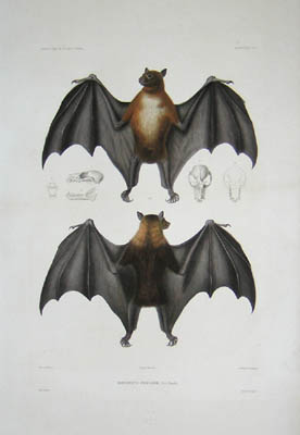 D'Urville Bat
