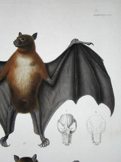 D'Urville Bat