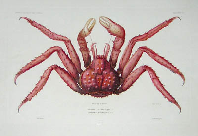 Durville Crab