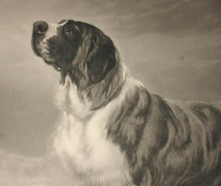 Detail of dog's head
