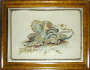 Pair of Seashell Still Lifes