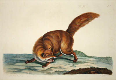 The Fox