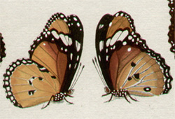 Jablonsky Butterflies Detail