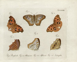 Jablonsky Butterflies