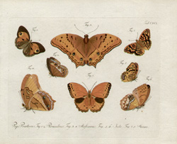 Jablonsky Butterflies