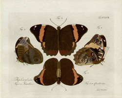 Jablonsky Butterflies