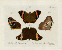 Jablonsky Butterflies