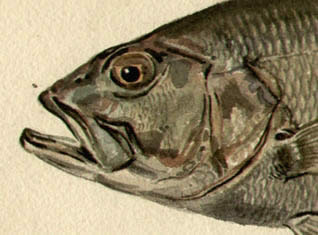 Liedl Fish
