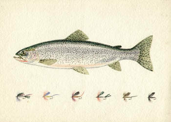 Liedl Trout