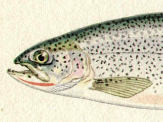 Liedl Trout