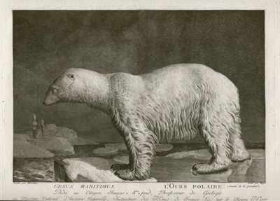 Marechael Polar Bear