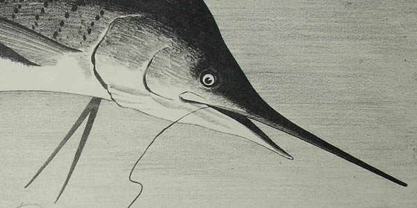 Detail of marlin