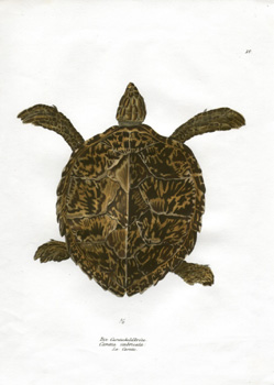 Schinz Turtle 10