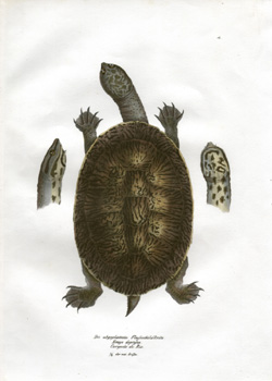 Schinz Turtle 4