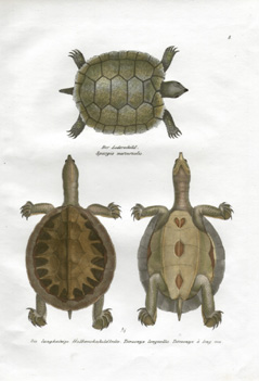 Schinz Turtles 8