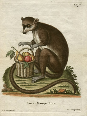 Mongoose Lemur