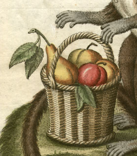 Mongoose Lemur detail