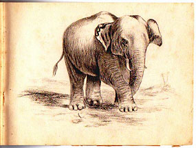 sketch: elephant