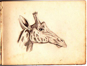 sketch: giraffe