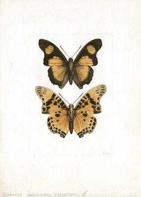 Williams Butterflies