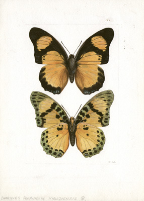 Williams Butterflies