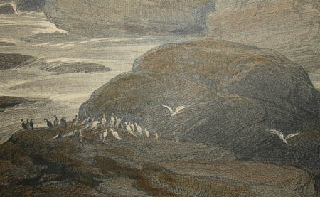 Detail of birds on rocks