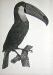 Barraband Toucan