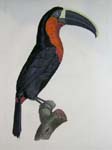 Barraband Toucan