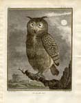 Buffon Owls