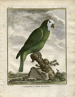 White-Crowned Amazon